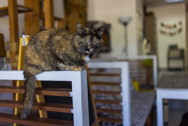 Cute cat sitting on white chair in the room, close up.