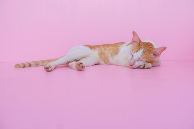 Photo cute cat sleep on pink background