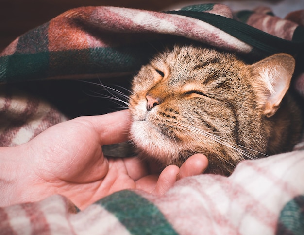 담요 아래 잠자는 귀여운 고양이. 고양이 쓰 다듬어 남성 손