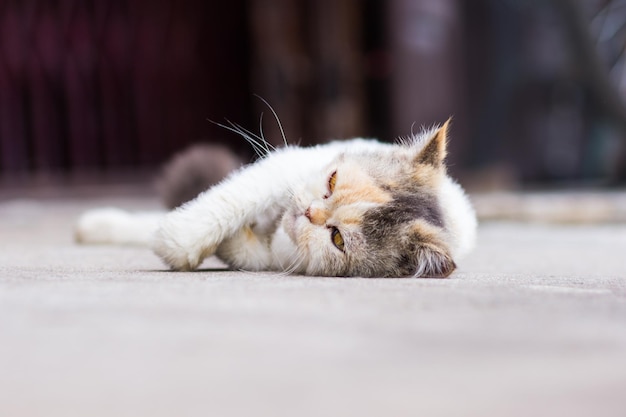 Cute cat sleeping on the floor