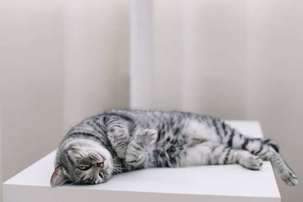 Cute cat sleeping at home