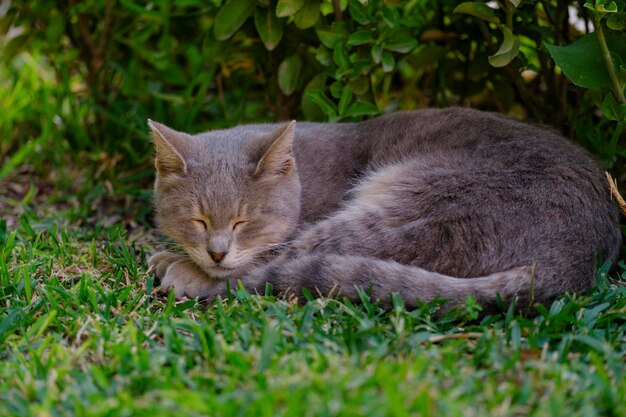 Photo a cute cat sleeping in the park