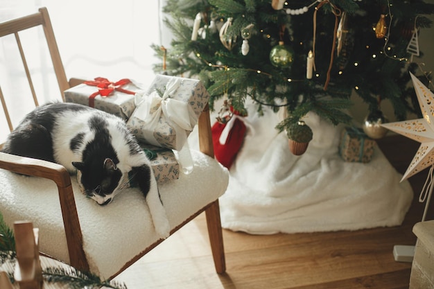 Cute cat sleeping on stylish christmas gifts on modern chair relaxing on background of decorated christmas tree Pet and winter holidays Atmospheric cozy christmas time