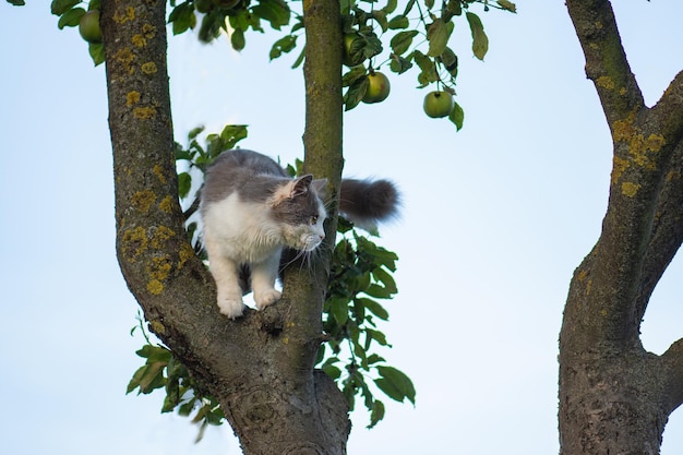 枝の木の上に倒れたかわいい猫 美しい猫のペットは木に登ります