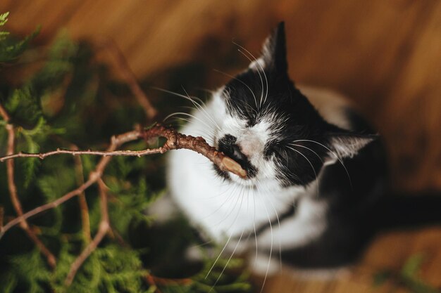 Cute cat smelling green cedar branches helping decorating room for winter holidays