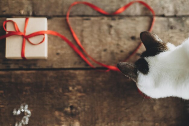 Cute cat smelling red ribbon in heart shape and stylish gift\
box on rustic wood view above love