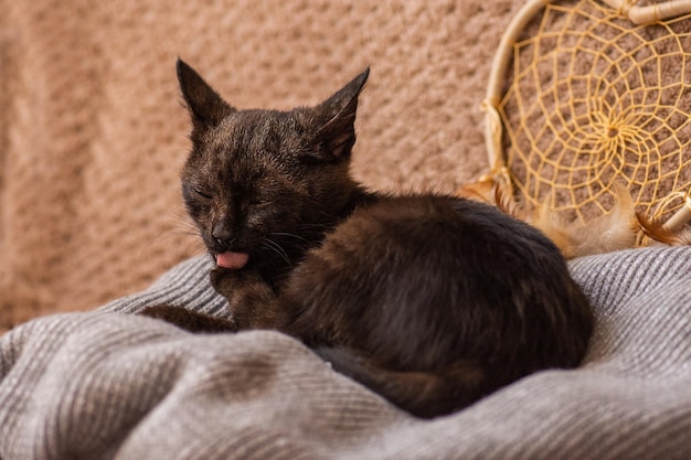 ソファの上の柔らかいウールのセーターのかわいい猫柔らかいベッドで家で食べた後、猫は休む幸せな家畜猫はニットのベッドで甘く眠る