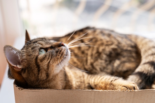 屋内で過ごす可愛い猫