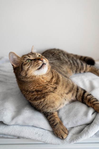 屋内で過ごす可愛い猫