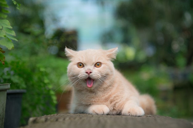 녹색 정원에 앉아있는 동안 귀여운 고양이가 자신의 혀를 내밀어