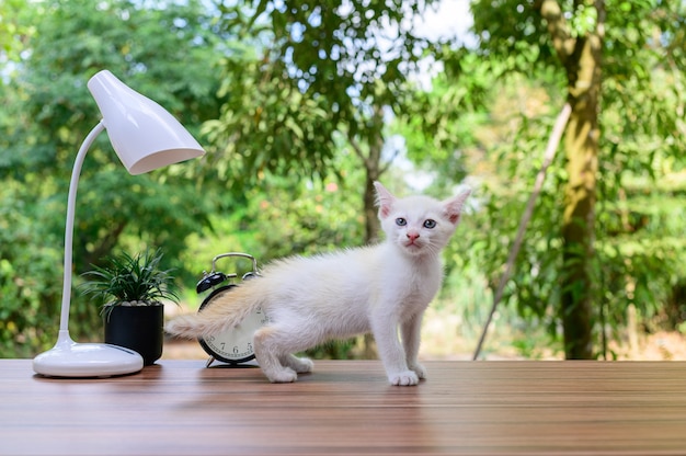 Cute cat on the table