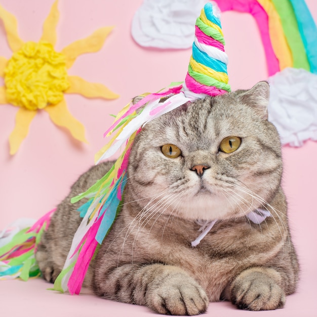 Foto unicorno di gatto carino con un corno arcobaleno su uno sfondo rosa con il sole