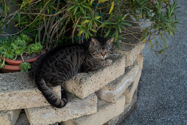 壁の上のかわいい猫は夕方に休む