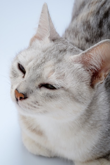 白い背景にかわいい猫