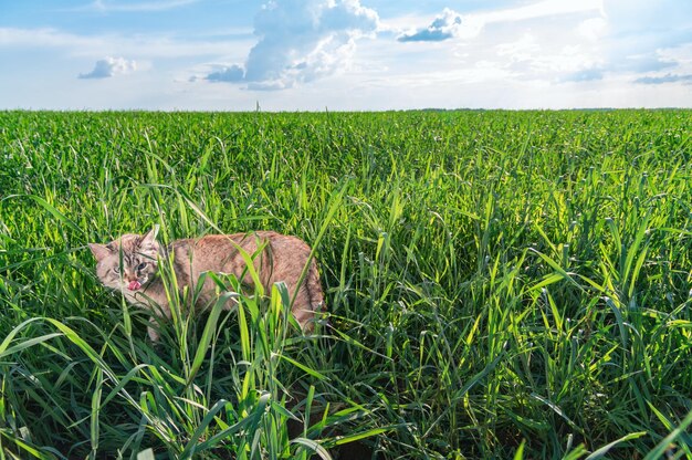 Cute cat with blue eyes hid in the grass The cat walking in tall green grass