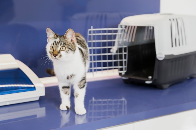 Photo cute cat with cage at veterinary clinic