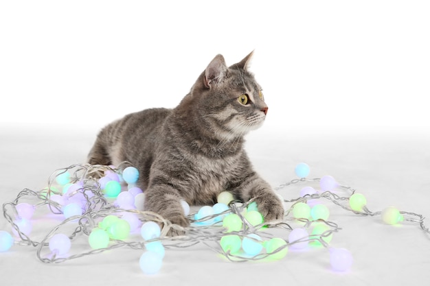 Cute cat with Christmas garland  background