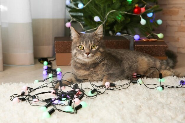 집에서 크리스마스 화환을 가진 귀여운 고양이