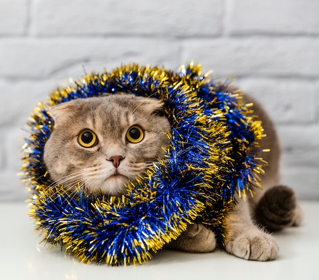 写真 クリスマスツリーの装飾とかわいい猫