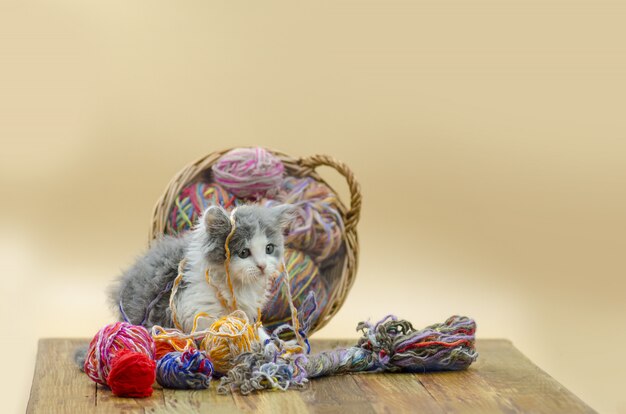 Cute cat with colorful wool yarn balls