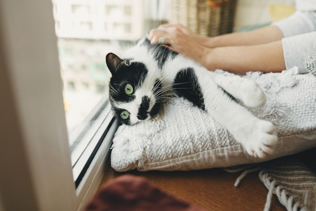 Cute cat with funny look lying on pillow at window person\
playing with cat during quarantine adorable cat with green eyes in\
modern room with plants stay home stay safe