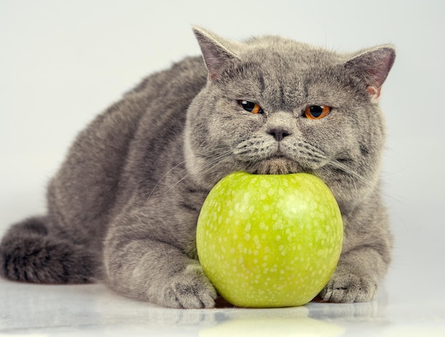 Милый кот с зеленым яблоком
