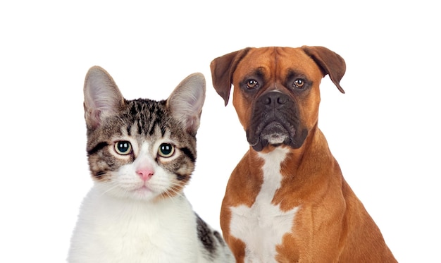 Cute cat with green eyes and a brown boxer looking at camera isolated on a white background