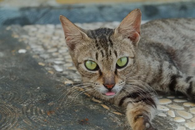 Photo cute cat with green eyes lying on the floor selective focus