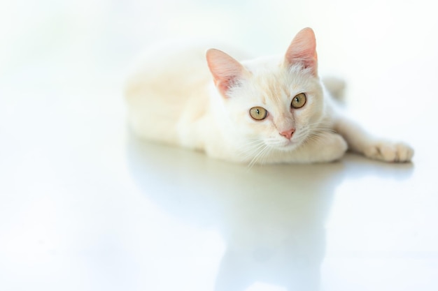 사진 바닥에 초록색 눈을 가진 귀여운 고양이