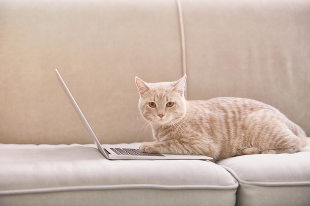 Cute cat with laptop on coach