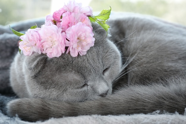 花輪が家に横たわっているかわいい猫、クローズアップ