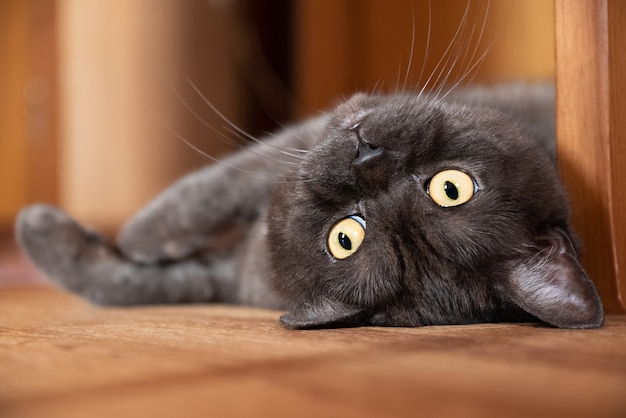 Cute cat with yellow eyes lays on the floor face close up