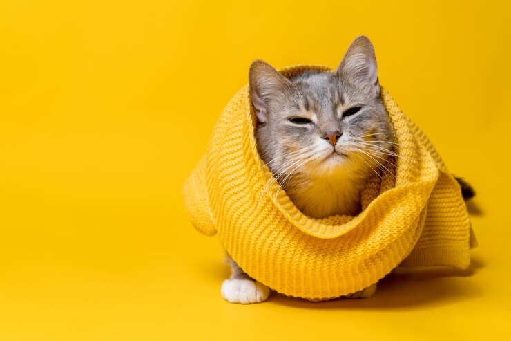 黄色のニット スカーフのかわいい猫が疑わしいように目を細め、においを嗅ぐ コピー スペース スタジオ