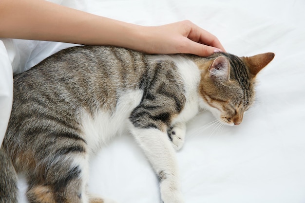 Cute cat and young woman relaxing on bed