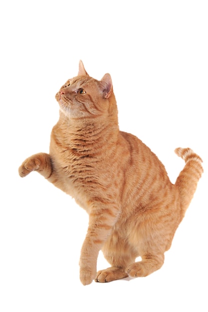 Милая кошка.