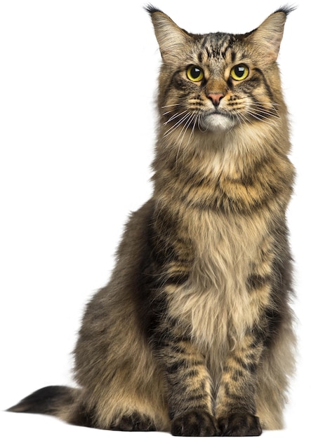 可愛い猫だ