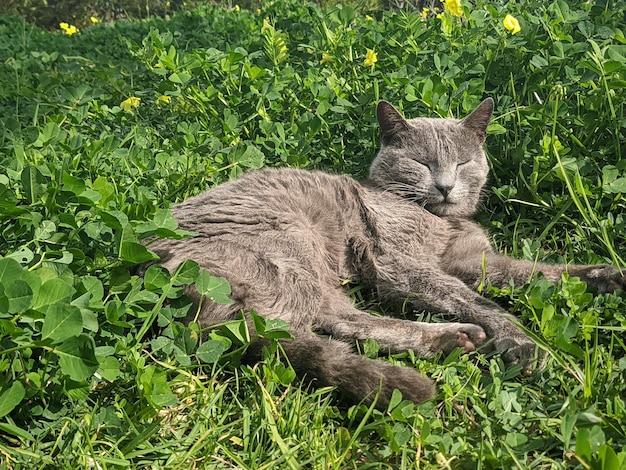 사진 귀여운 고양이