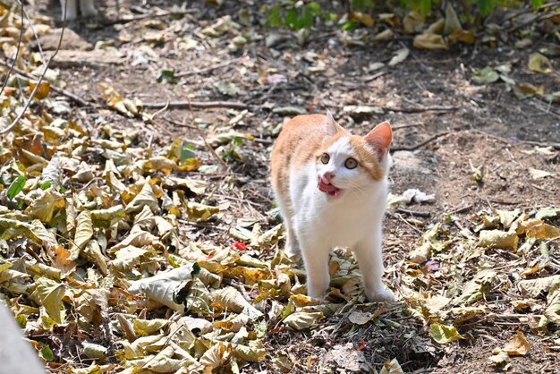 写真 かわいいねこ