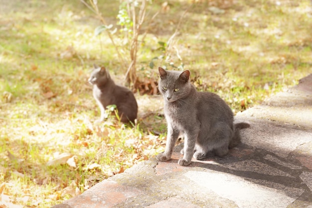 Cute cats in park