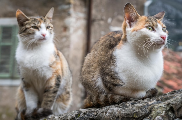 Cute cats sitting on a stone stairs