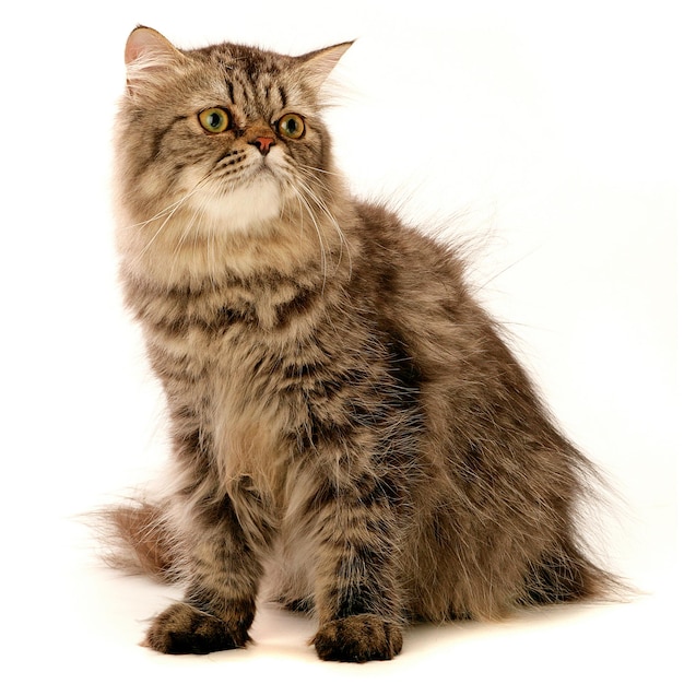 cute cats