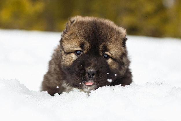 写真 雪の中で楽しんでいるかわいいコーカシアン ・ シェパード ・ ドッグ