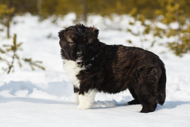 Foto cane da pastore caucasico sveglio che si diverte nella neve