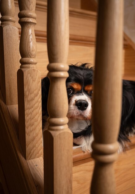 Cute Cavalier King Charles spaniel dogposing on the stairs