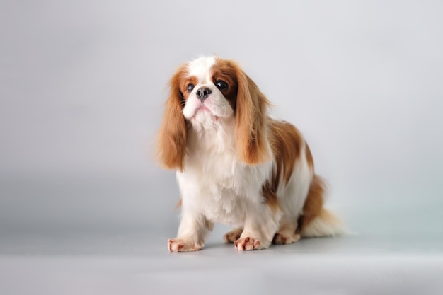 Cute cavalier King Charles spaniel on a gray background