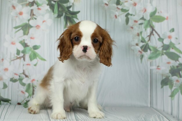 カヴァリエ・キング・チャールズ・スパニエルの子犬が明るい背景に