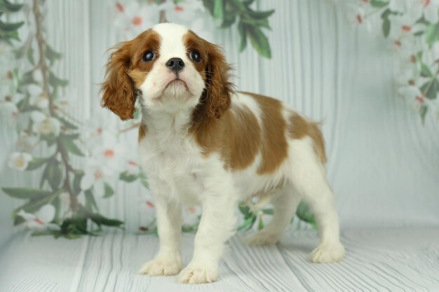 Photo cute cavalier king charles spaniel puppy on light background