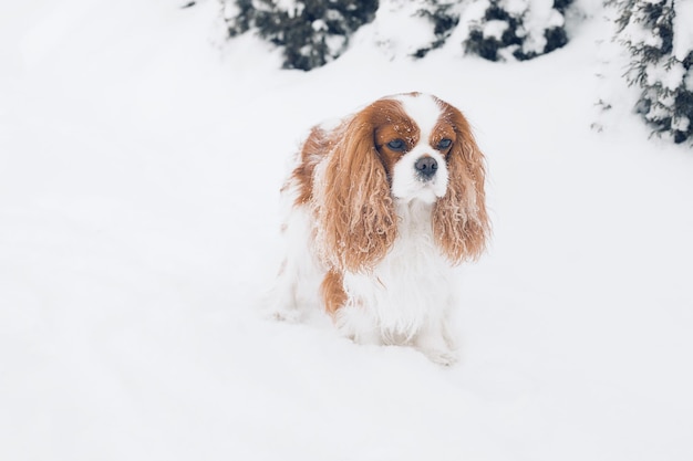 Cute Cavalier King Charles Spaniel among snow-white snowdrifts and spruce covered with snow. Happy snowy winter. Long ears, pet. Portrait