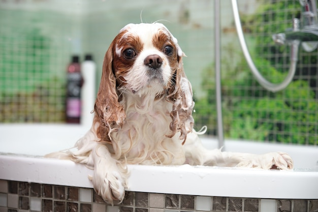 Cute cavalier King Charles Spaniel stands in the bathroom in foam.