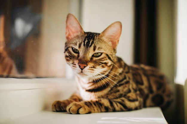 사진 귀여운 숯불 벵골 키티 고양이가 방에서보고있는 노인 골드 벵골 고양이와 함께 고양이의 창 침대에 누워 있습니다. 창에 고양이를위한 밝은 좌석.